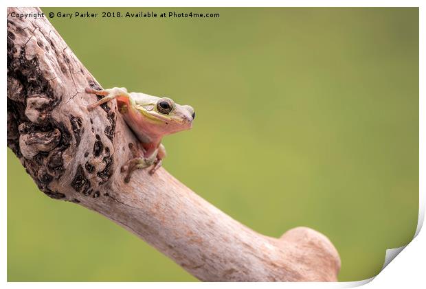 White Tree Frog Print by Gary Parker