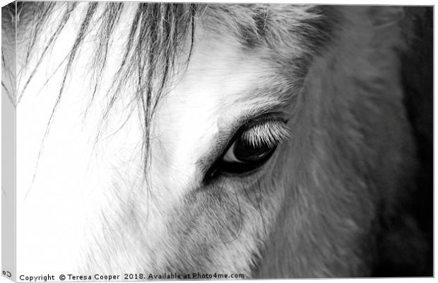 The eye of a white horse - Mirror to the soul Canvas Print by Teresa Cooper