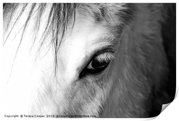 The eye of a white horse - Mirror to the soul Print by Teresa Cooper