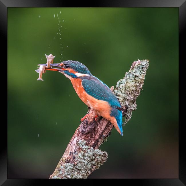 Kingfisher Framed Print by George Robertson