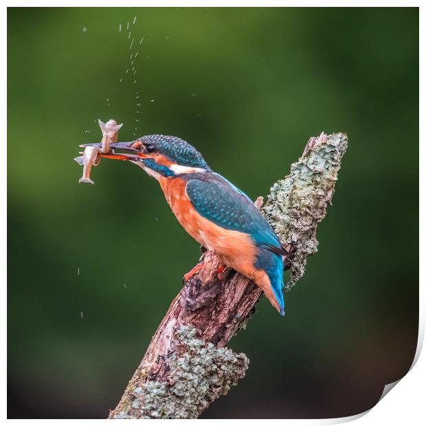 Kingfisher Print by George Robertson