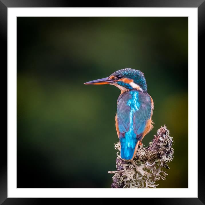 Kingfisher Framed Mounted Print by George Robertson