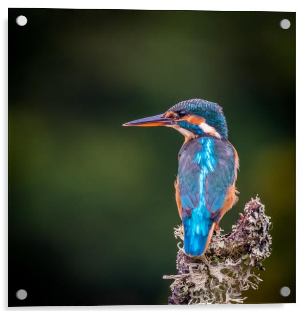 Kingfisher Acrylic by George Robertson