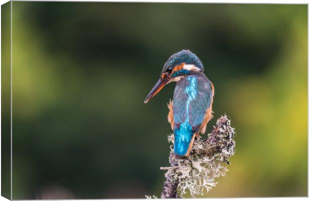 Kingfisher Canvas Print by George Robertson