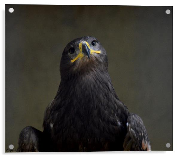 Golden Eagle Portrait Acrylic by David Brotherton