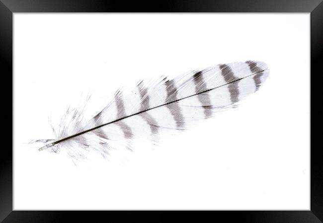 Sparrowhawk 1 Framed Print by Steve Purnell