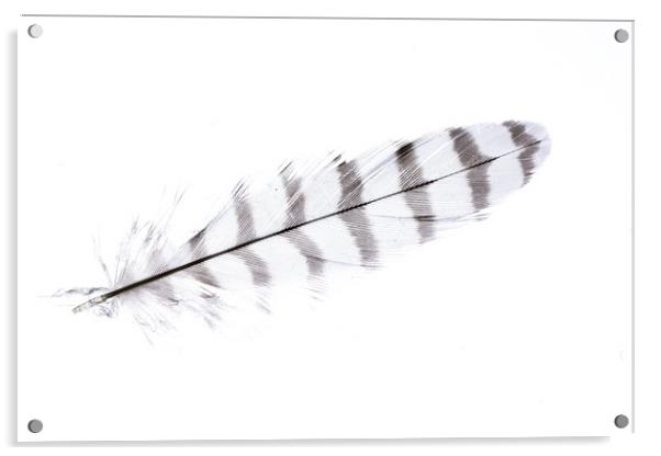 Sparrowhawk 1 Acrylic by Steve Purnell