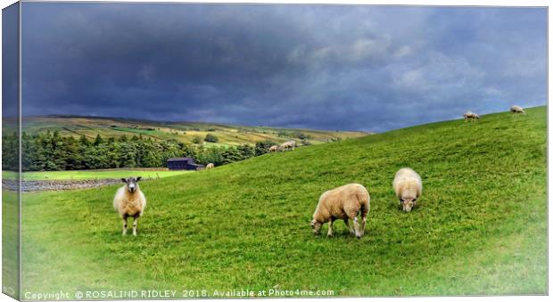 "Where Sheep may safely graze...Teesdale" Canvas Print by ROS RIDLEY