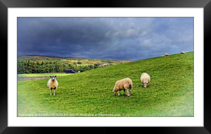 "Where Sheep may safely graze...Teesdale" Framed Mounted Print by ROS RIDLEY