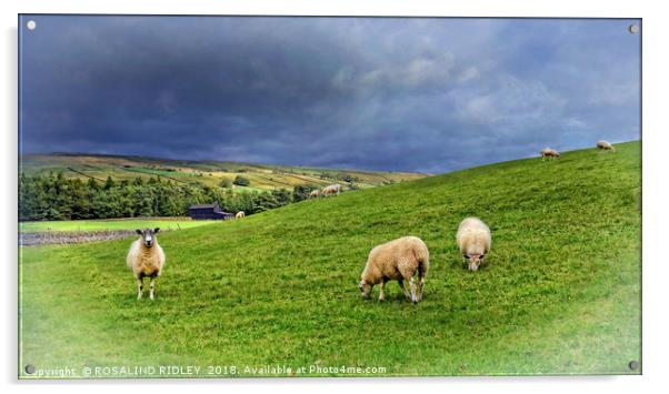 "Where Sheep may safely graze...Teesdale" Acrylic by ROS RIDLEY