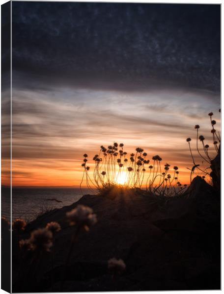 Sea Thrift Sunset Canvas Print by Chris Sweet