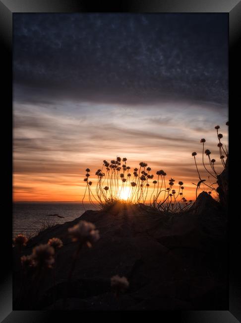Sea Thrift Sunset Framed Print by Chris Sweet