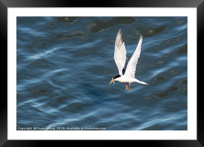Common Tern fishing Framed Mounted Print by Roger Utting