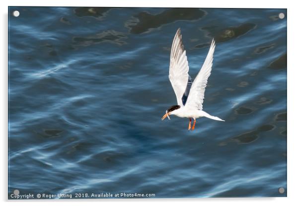 Common Tern fishing Acrylic by Roger Utting