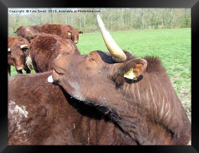 Cattle Framed Print by Kate Small