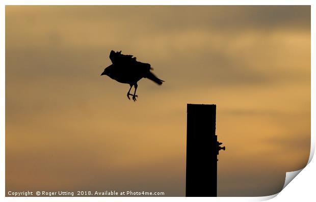 Take off Crow Print by Roger Utting