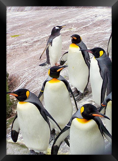 March of the Penguins Framed Print by Zoe Anderson