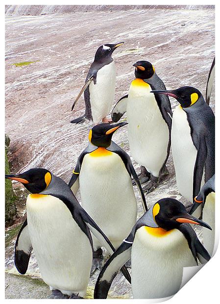 March of the Penguins Print by Zoe Anderson