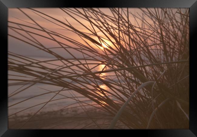 Sunset in the dunes Framed Print by jason jones