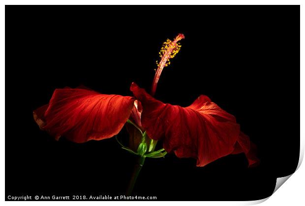 Red Hibiscus Print by Ann Garrett