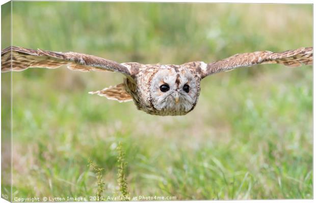 Tawny Owl in Flight Canvas Print by Wayne Lytton