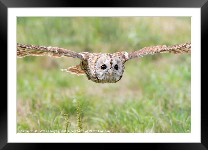 Tawny Owl in Flight Framed Mounted Print by Wayne Lytton