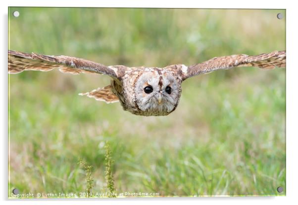 Tawny Owl in Flight Acrylic by Wayne Lytton