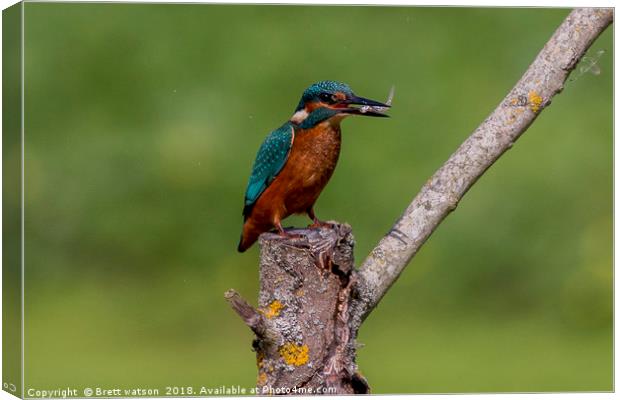 kingfisher and lunch Canvas Print by Brett watson