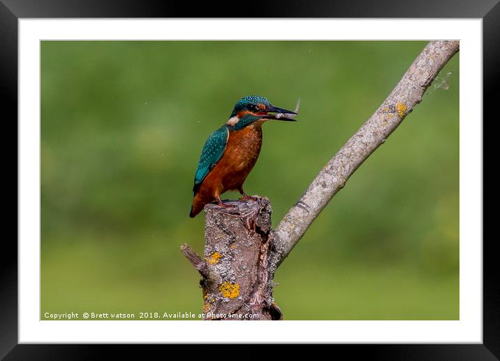 kingfisher and lunch Framed Mounted Print by Brett watson