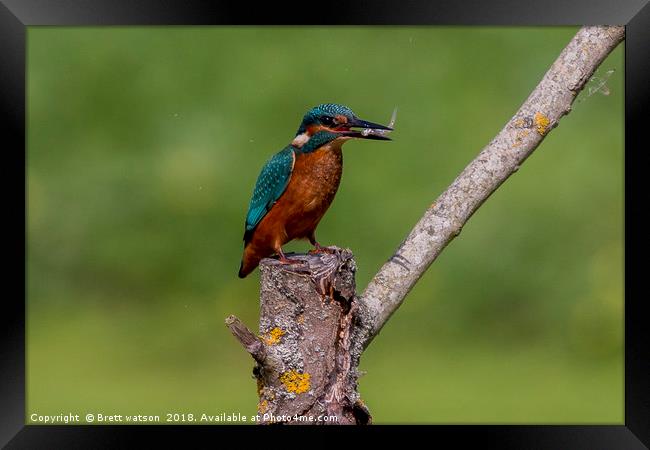 kingfisher and lunch Framed Print by Brett watson
