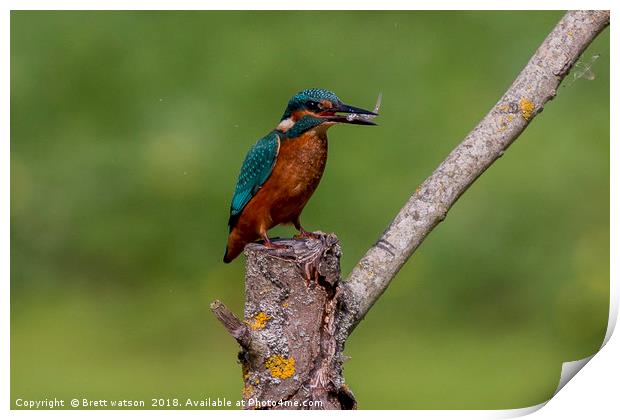 kingfisher and lunch Print by Brett watson