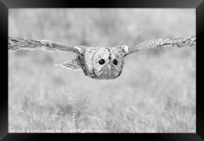 Tawny Owl in Flight Framed Print by Wayne Lytton