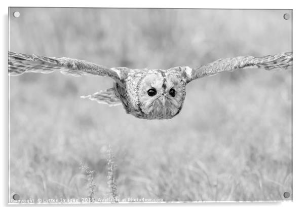 Tawny Owl in Flight Acrylic by Wayne Lytton