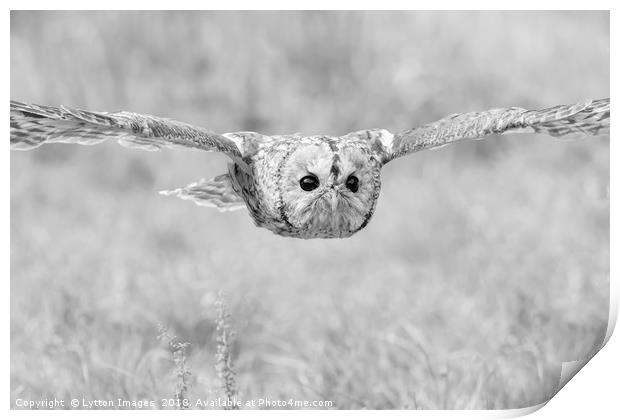 Tawny Owl in Flight Print by Wayne Lytton