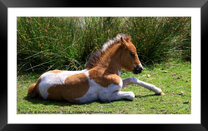 Dartmoor Foal Framed Mounted Print by Graham Nathan