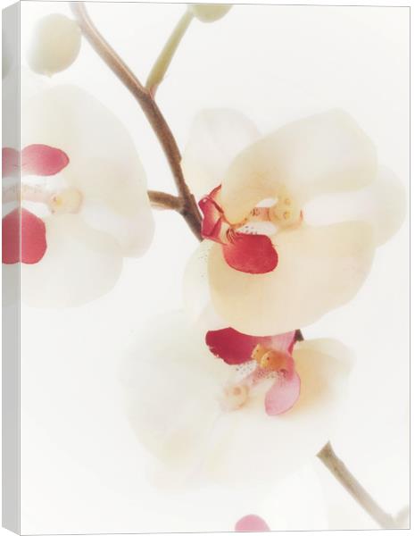 Pink Orchid Canvas Print by Scott Anderson