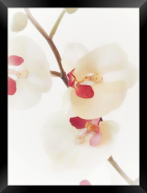 Pink Orchid Framed Print by Scott Anderson
