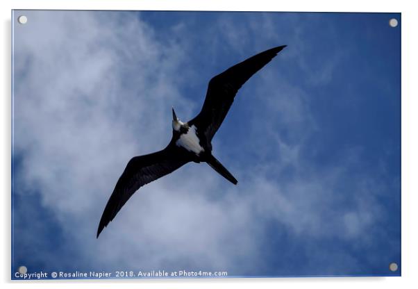 Ascension Island Frigatebird Acrylic by Rosaline Napier