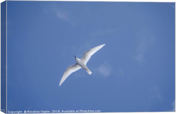 White tern Ascension Island Canvas Print by Rosaline Napier