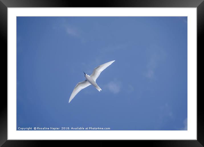White tern Ascension Island Framed Mounted Print by Rosaline Napier