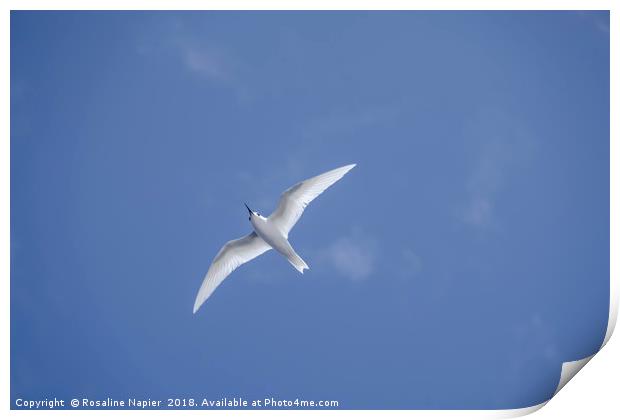 White tern Ascension Island Print by Rosaline Napier