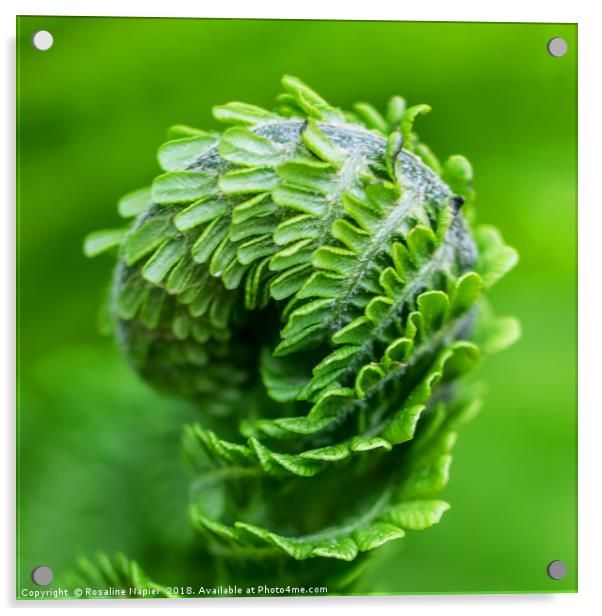 Green fern closeup Acrylic by Rosaline Napier