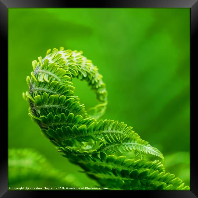 Green fern unfurling Framed Print by Rosaline Napier