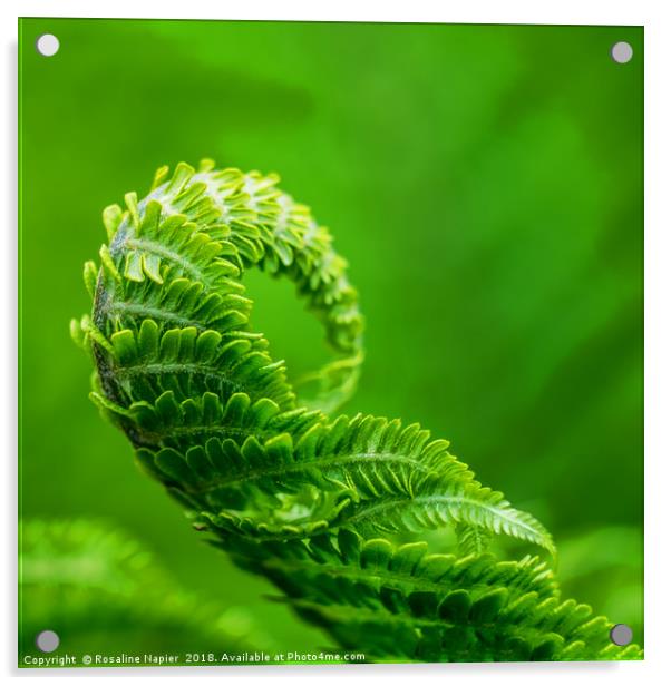 Green fern unfurling Acrylic by Rosaline Napier