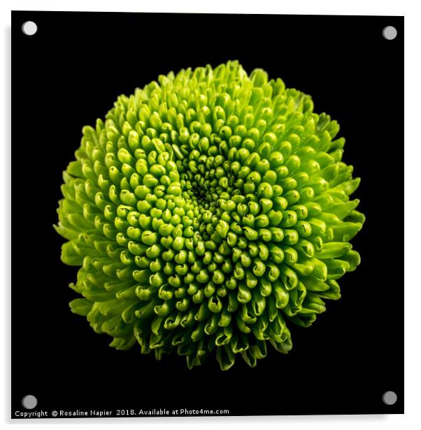 Green zinnia black background Acrylic by Rosaline Napier