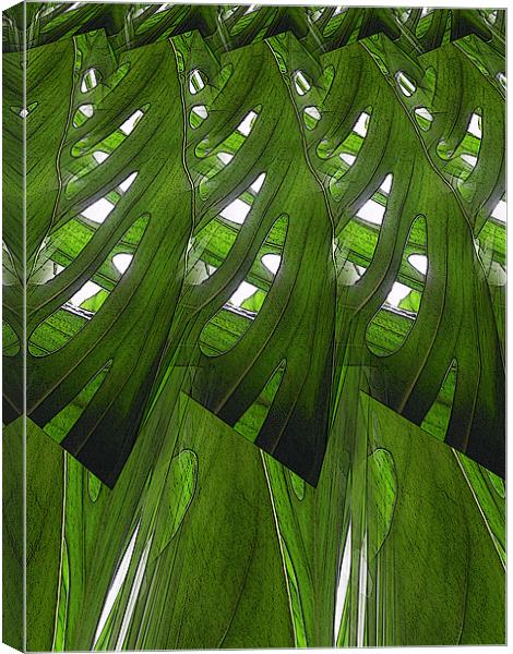 leaves, lines and light Canvas Print by Heather Newton