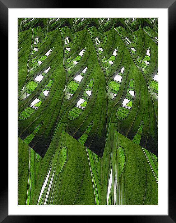 leaves, lines and light Framed Mounted Print by Heather Newton