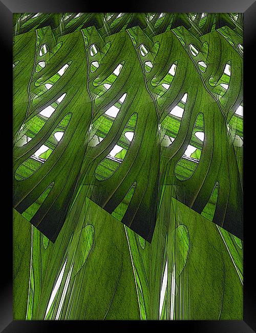 leaves, lines and light Framed Print by Heather Newton