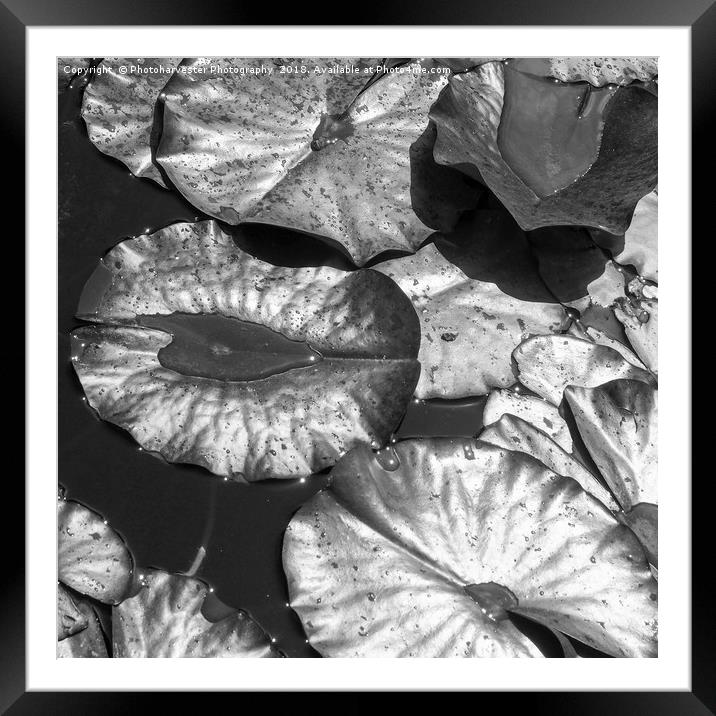 Square Lily Leaves Abstract Framed Mounted Print by Elizabeth Debenham