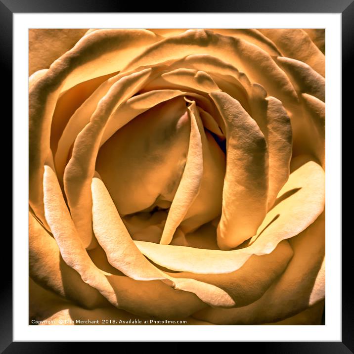 Pale Bloom Framed Mounted Print by Iain Merchant